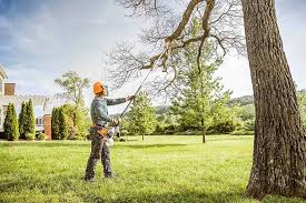 Best Tree and Shrub Care  in Porterville, CA
