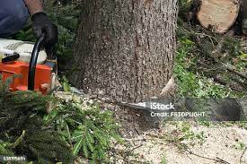  Porterville, CA Tree Care Pros