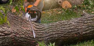 Best Leaf Removal  in Porterville, CA