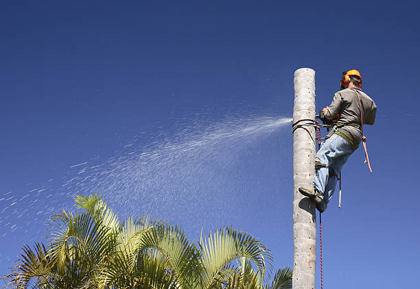 How Our Tree Care Process Works  in  Porterville, CA