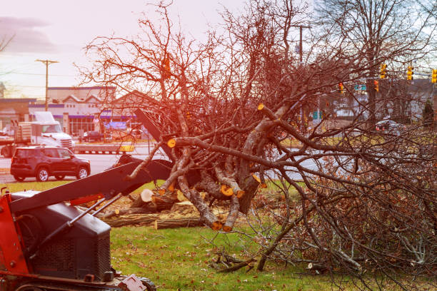 Best Tree Disease Treatment  in Porterville, CA