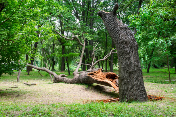 Best Lawn Maintenance Plans  in Porterville, CA
