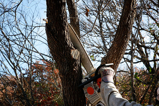 Best Tree Removal  in Porterville, CA