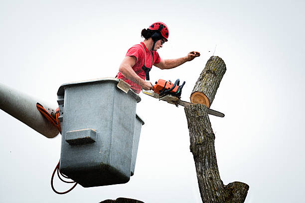 Best Hazardous Tree Removal  in Porterville, CA