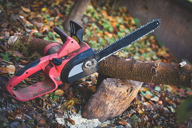 Reliable Porterville, CA Tree Care Solutions