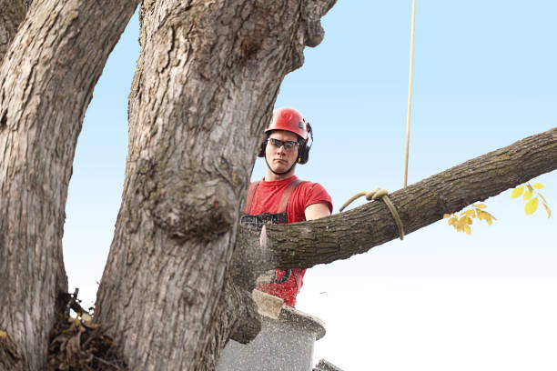 Best Tree Maintenance Programs  in Porterville, CA