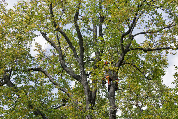 Best Tree Mulching  in Porterville, CA